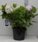 Hydrangea macr. blauw/bleu - Hortensien 40-60 cm Container
