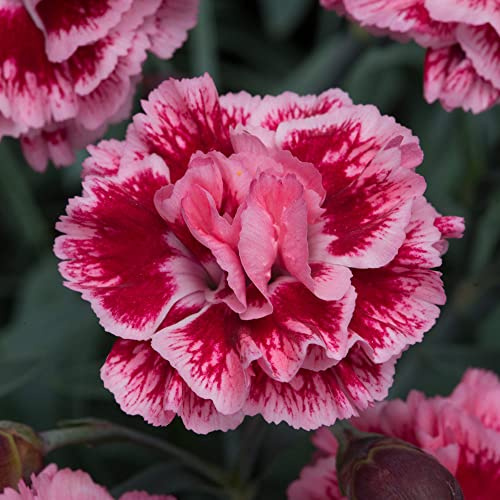 Carnation 'Scent First Sugar Plum'. Plug Plant x 4. Fragrant flowers. Perennial Sweet William. Dianthus. Evergreen plant for rockeries. Available from Bedwen Plants