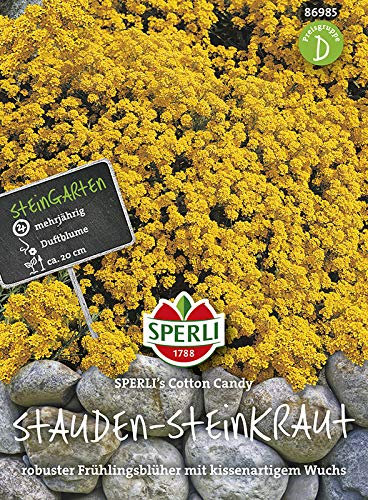 Sperli-Samen Stauden-Steinkraut Sperling´s Cotton Candy