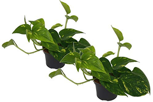Efeutute, Scindapsus, (Epipremnum aureum) Sorte: Aureum, gelb-grünes buntes Blattwerk, rankend, Ampelpflanze, luftreinigend (2er Set im 12cm Topf)