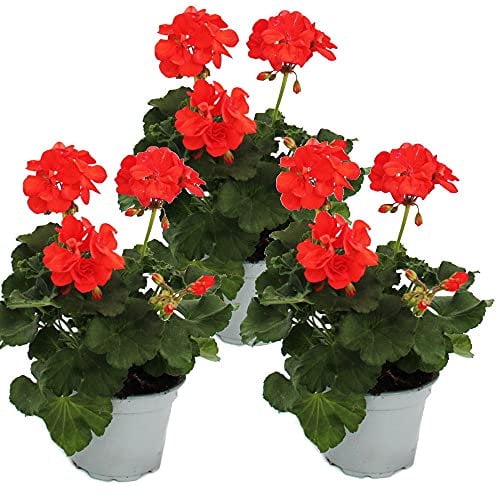 Exotenherz - Geranien stehend - Pelargonium zonale - 12cm Topf - Set mit 3 Pflanzen - orange