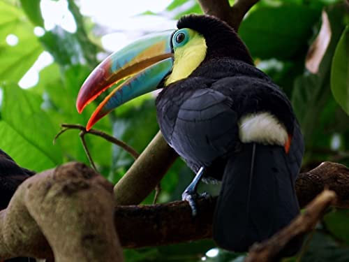 Fabulous Poster Plakat Tukan im Wald Tierwelt Vogel