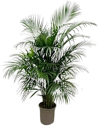 Dypsis Lutescens (Palmier Areca) - 140-150cm - Ø24cm - Plante d'intérieur - Vert persistant