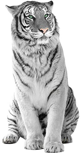 GRAZDesign Wandtattoo Tiger sitzend | Wandaufkleber Afrika | Wandsticker Deko Aufkleber 3d - 111x57cm