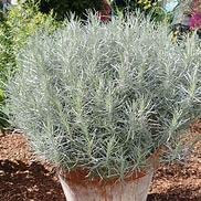 6X Curry Plant (Common) Helichrysum angustifolium Large Perennial Plug Plants.