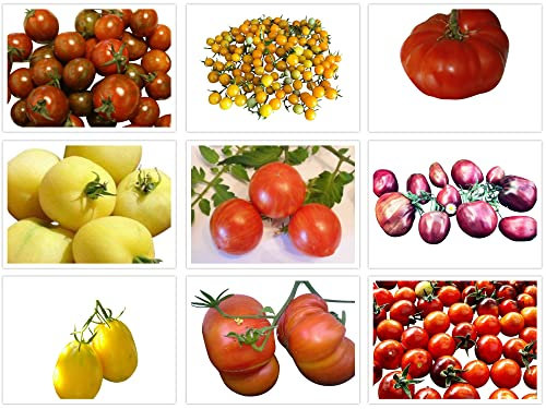 Tomaten Samen Set, 9 x 10 Samen (Alte, neue & robuste Sorten) Süß/Wohlschmeckend/Würzig