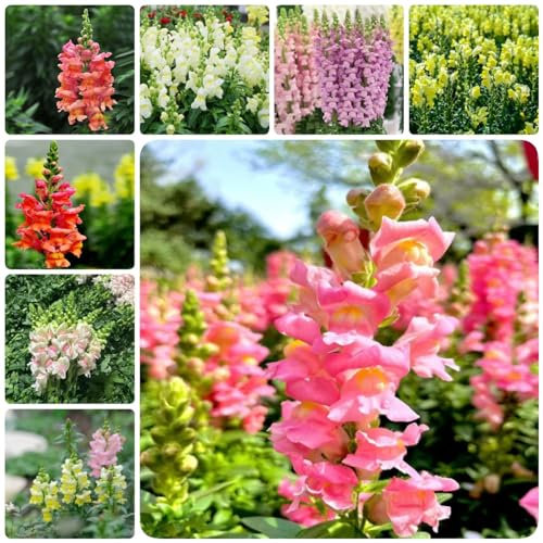 75 pcs Löwenmäulchen pflanze samen - saat winterharte pflanzen für garten,Antirrhinum majus, balkonpflanzen winterhart dekoration wildblumensamen mehrjährig winterhart kräutergarten