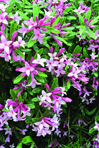 Suttons Daphne x transatlantica 'Pink Fragrance', Pink Flower, Fragrant Hardy Shrub, Semi-Evergreen, 1 x 13cm Potted Plant