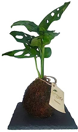 GREEN-ART KOKEDAMA, kokedama Monstera, Bola Musgo Natural, Planta Natural, decoración Viva, Planta de Interior