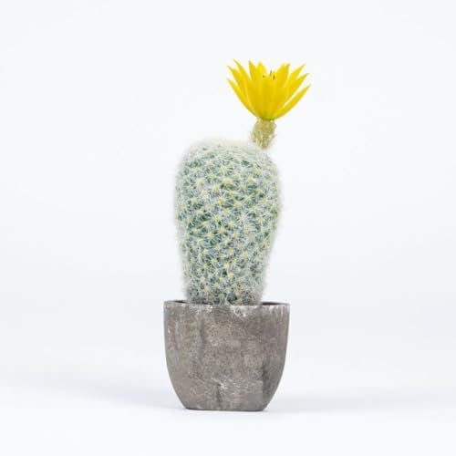Airbirhom Plantas artificiales de cactus, en maceta, pequeñas plantas de cactus sintéticas, decoración de interiores para el hogar, oficina, cocina, sala de estar, escritorio, estante (flor amarilla)