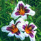 Taglilienzwiebeln,Winterhart,Wilde Taglilien,Taglilien Winterhart,Blumen FüR Alle Jahreszeiten,Winterhart MehrjäHrig Pflanzen,Hemerocallis Knollen-3Rhizome-F