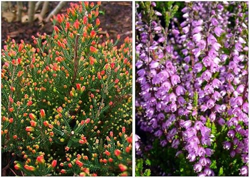 GrowOn Shrubs [x3] Scottish Heather Calluna Vulgaris 'Spring Torch' | Multi-Pack | Evergreen Shrubs | Outdoor Garden Ready Plants | Summer and Autumn Flowering | Lilac Flowers