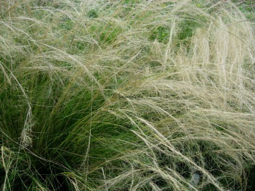 Staudenkulturen Wauschkuhn Stipa tenuissima - Federgras - Gras im 9cm Topf