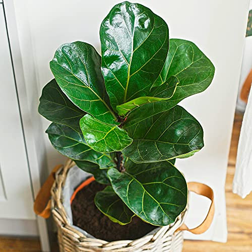Ficus Bambino - Fiddle-Leaf Fig | Home or Office Plant Gift | 30-40cm Potted