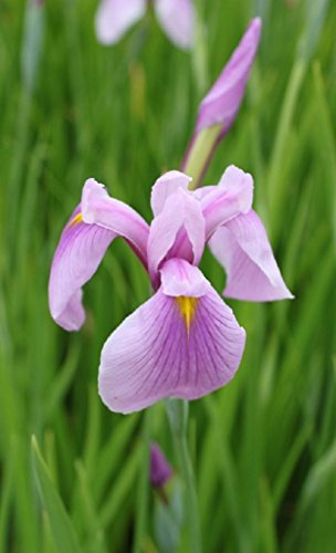 WASSERPFLANZEN WOLFF - Iris laevigata 'Rose Queen' - Asiatische Sumpfiris, rosa - 4er-Set QUALITÄTSSTAUDEN im PFLANZKORB - winterhart