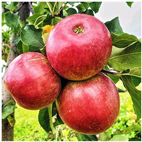 Gala Apple Tree 4-5ft, 6L Pot, Self-Fertile, Sweet Flavour, Good for Juice 3fatpigs®