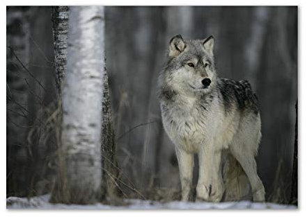 Tulup Glas-Bild Wandbild aus Glas - Wandkunst - Wandbild hinter gehärtetem Sicherheitsglas - Dekorative Wand für Küche & Wohnzimmer 100x70 - Tiere - Grauer Wolf - Grau