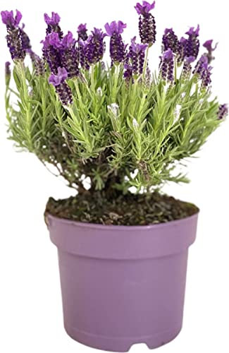DECOALIVE Planta Natural con Flor Lavandula para Exterior e Interior