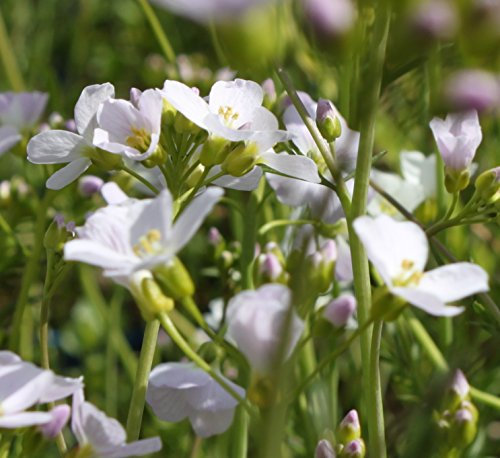 WASSERPFLANZEN WOLFF - Cardamine pratensis - Wiesenschaumkraut - Wiesenkresse, weiß-rosa -QUALITÄTSSTAUDE durchwurzelt im 9x9 cm Topf - winterhart - heimisch
