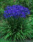 25+ Agapanthus Blaue Lilie des Nil-Blumensamen/Perennial