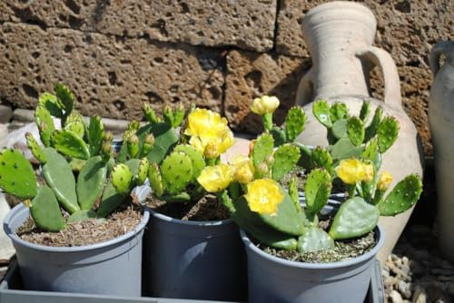 Opuntia humifusa,Feigenkaktus,frostbeständig bis -25Grad,kräftige große Pflanze