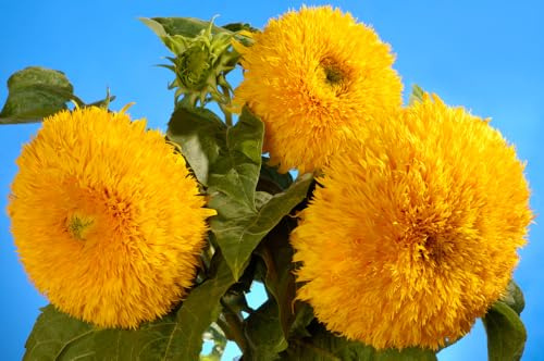Sonnenblume gefüllt für Kübel oder Topf ca. 40-60 cm Höhe 10 Samen