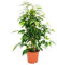 Exotenherz - Ficus Anastasia - Feuilles vert clair - 1 plante - Facile d'entretien - Purificateur d'air - Pot de 12 cm