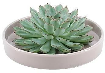 ROOTLESS by Aloe Demi | echte Sukkulent grün in taupe keramik Schale Ø20 cm | Echeveria Pulidonis Ø12-14 cm - 5 cm | echte Sukkulent Pflanzen | Succulenten | Kakteen | Sukkulent | Kaktus