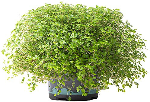 Soleirolia soleirolii Helxine Grün | Zimmerpflanze für das Home Office (10-20cm im Topf)