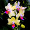 100 Stücke Seltene Orchidee Samen Cymbidium Blume Pflanze Home Office Garten Bonsai Dekor Blume Obst Baum Gemüse Samen 1# Orchideensamen