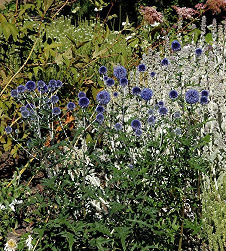 Kugeldistel Blue Globe - Echinops bannaticus - lebende Gartenpflanze aus den Baumschulen