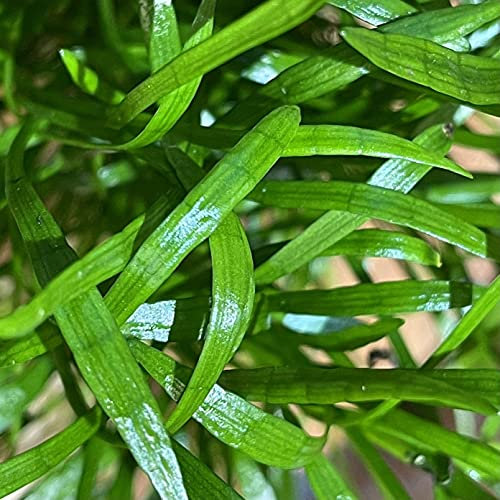 10 Töpfe Neuseelandgras, Rasen im Aquarium