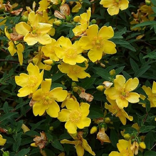 3 x Hypericum 'Hidcote' - Großblumiges Johanniskraut 'Hidcote' 25-30 cm im Container - Die Exklusivität einer üppigen und großzügigen Blüte.