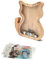 TOTHDATE Holz Spardose Kinder - Katze Spardose, Tiere Spardose mit Alphabet Aufkleber Hölzerne Münze Bank Kids Junge Home Decor