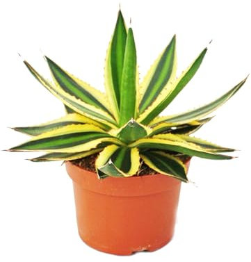 Agave lophanta quadricolor - vierfarbig -12cm Topf - Sukkulente