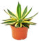 Agave lophanta quadricolor - vierfarbig -12cm Topf - Sukkulente