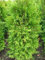 Brabant Lebensbaum Thuja occidentalis Brabant 40-60 cm hoch im 2 Liter Pflanzcontainer