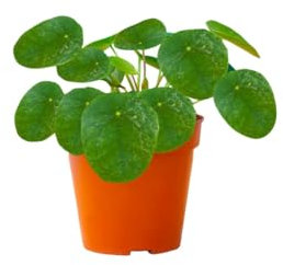 PLNTS - Pilea Peperomioides Sugar® (Ufopflanze) - Zimmerpflanzen, Pflanzen Echt, Nachhaltige Verpackung - 13cm Topf - Höhe 20cm - Direkt von der Gärtnerei