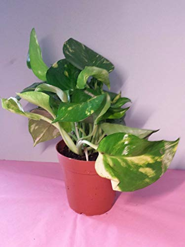 Germinazione dei semi: Ivy Pothos Starter vegetali Golden Devil