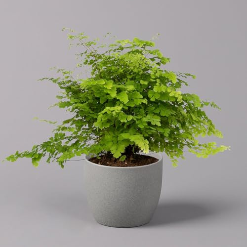 Frauenhaarfarn 'Fritz Lüthi', Topf-Ø 12 cm, Höhe ca. 23 cm, 3 Pflanzen