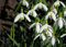SchneeglöCkchen Blumenzwiebel,Schneeglöckchen Zwiebeln Winterhart, Winterhart Mehrjährig,Gartenpflanze,Schneeglöckchen Zwiebeln Winterhart,Dekorativ,Zwiebelblume-5zwiebeln-C