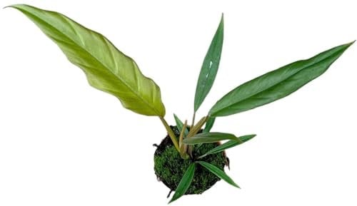 Philodendron Caramel Pluto - Baumfreund - Zimmerpflanze - Ø10,5cm - ↑25cm