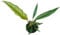 Philodendron Caramel Pluto - Baumfreund - Zimmerpflanze - Ø10,5cm - ↑25cm