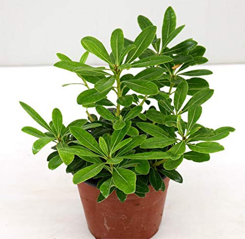 Pianta Pitosforo Tobira Nano Vaso 14cm, H: 40cm