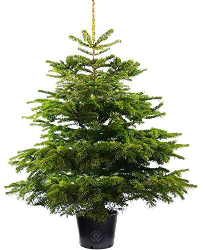 Gardeners Dream Echte Nordmanntanne im Topf Gewachsen - Nachhaltiger Weihnachtsbaum 150 cm - Real Christmas Tree - Echter Weihnachtsbaum im Topf - Nordmanntanne zum Pflanzen im Garten nach Weihnachten