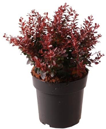 Zwerg-Berberitze 'Atropurpurea Nana', Zierstrauch, Gartenpflanze, kompakter Strauch, immergrüner Strauch, dekoratives Laub, Herbstfärbung, pflegeleichter Strauch, niedriger Wuchs, Farbkontrast