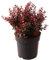 Zwerg-Berberitze 'Atropurpurea Nana', Zierstrauch, Gartenpflanze, kompakter Strauch, immergrüner Strauch, dekoratives Laub, Herbstfärbung, pflegeleichter Strauch, niedriger Wuchs, Farbkontrast