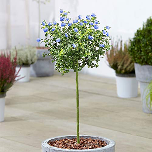 Ceanothus Repens Tree | Potted Californian Lilac Evergreen Ornamental Trees | Standard Stem Lollipop Tree | Outdoor Garden Plants (70-80cm (Incl. Pot))