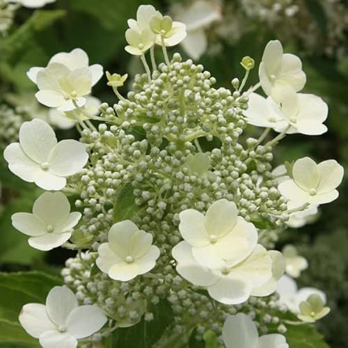 Hortensia panícula 'Tardiva' 40-50 cm - Hydrangea paniculata 'Tardiva' -