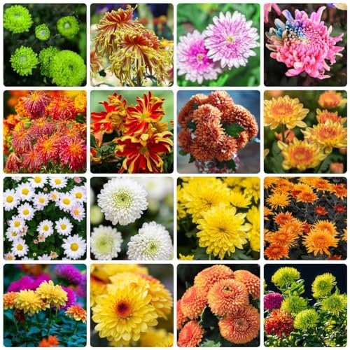50 Pcs Chrysanthemen Samen - Blumensamen Gastgeschenk, Stauden Winterhart Mehrjährig Chrysantheme Samen, Luftreinigende Zimmerpflanzen, Bio Saatgut Blumenbeet Pflanzen Für Draußen